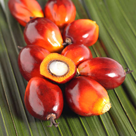 Cut fresh oil palm fruits on the leaves backgroundの写真素材