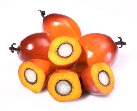 A group of oil palm fruits on the white backgroundの写真素材