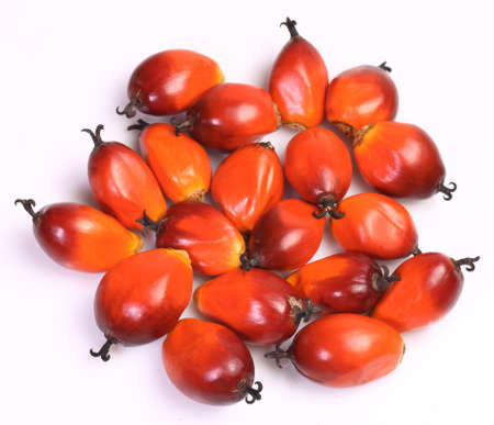 A group of oil palm fruits on the white backgroundの写真素材