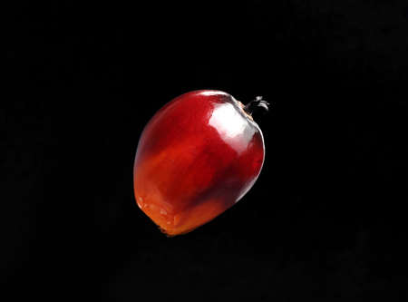 one of the oil palm fruit on the black backgroundの写真素材