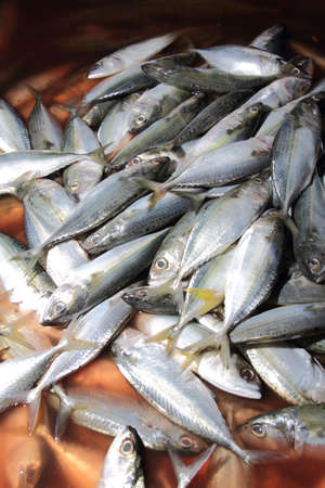 A pile of fresh fishes at fish market for sell