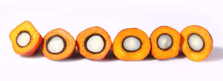 Cut fresh oil palm fruits on the white and clean backgroundの写真素材