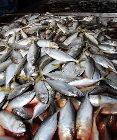 A pile of fresh fishes at fish market for sellの写真素材