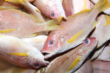 A pile of fresh fishes at fish market for sellの写真素材