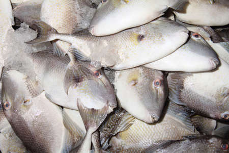 A pile of fresh fishes at fish market for sellの写真素材