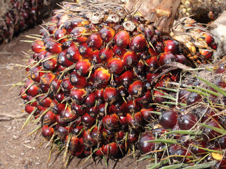 A batch of fresh and red oil palm fruits on plantationsの写真素材