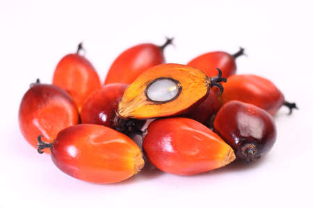 A group of oil palm fruits on the white backgroundの写真素材