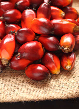 a bunch of oil palm fruits on a sack backgroundの写真素材
