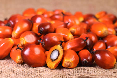 A group of oil palm fruits on the sack bagの写真素材