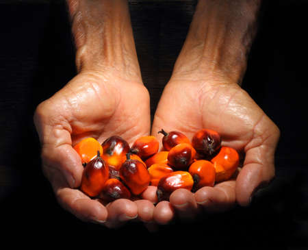 Hands holding a group of fresh and ripe oil palm fruits