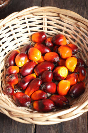 A group of fresh and ripe oil palm fruits in basketの写真素材