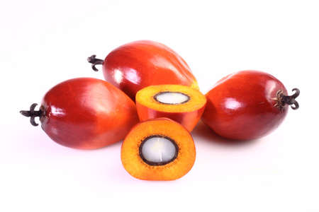 A group of oil palm fruits on the white backgroundの写真素材
