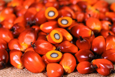 A group of oil palm fruits on the sack bagの写真素材