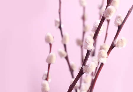 Pussy willow and pink backgroundの写真素材