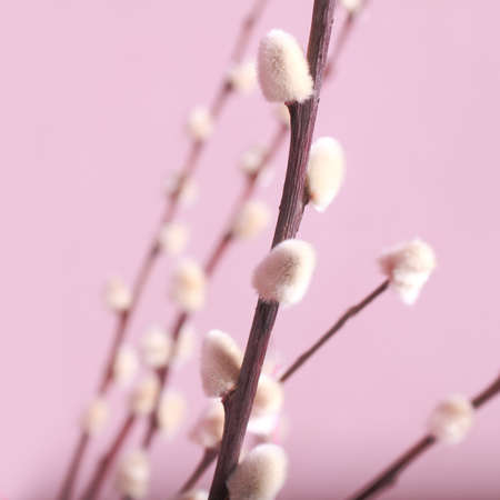 Pussy willow with pink backgroundの写真素材