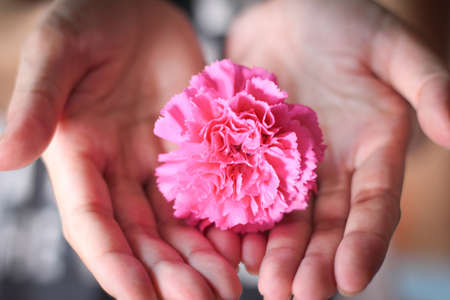 Hands holding a pink carnation flower. Mother's Day is observed the second Sunday in May.の写真素材
