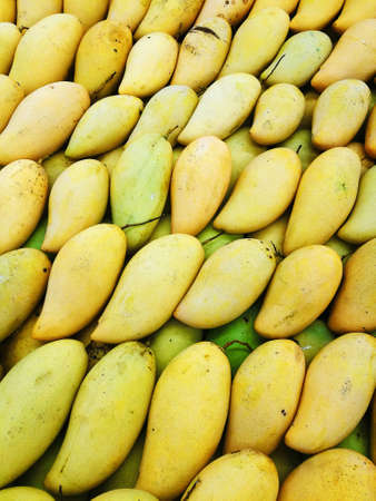 Fresh yellow manggoes display in the market stall. Mango is a tropical fruit in Malaysia.の写真素材