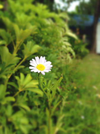 Daisy flowerの素材