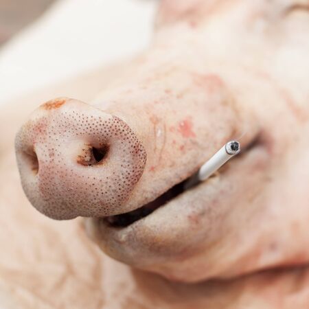 A Head of a Pig with a Cigaretteの写真素材