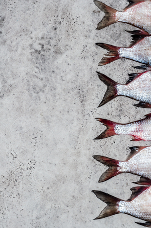 River Fish Background, copy space for  text