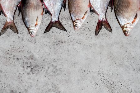 River Fish Background, copy space for your textの写真素材