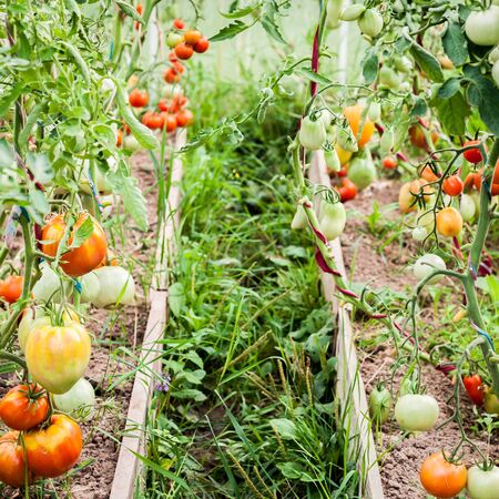 Garden Greenhouse with Tomatoes Growing and Ripening, squareの写真素材