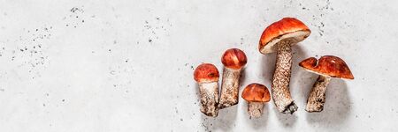 Wild Mushrooms, Red Capped Boletes, banner, copy space for textの写真素材