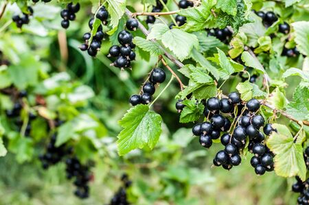 Fresh Ripe Blackcurrant Berries on a Branchの写真素材