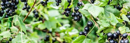 Fresh Ripe Blackcurrant Berries on a Branch, banner