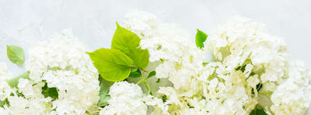 Fresh White Hydrangea Hortensia Flowers, bannerの写真素材