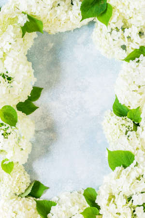 Fresh White Hydrangea Hortensia Flowers, copy space for your textの写真素材
