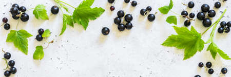 Fresh Raw Blackcurrants and Leaves Arranged as a Frame, banner, copy space for your textの写真素材