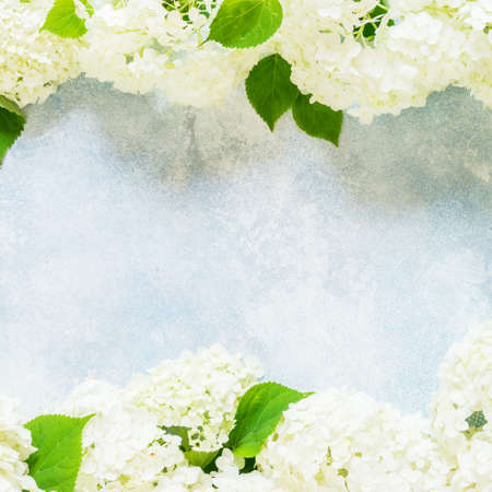 Fresh White Hydrangea Hortensia Flowers, square, copy spaceの写真素材