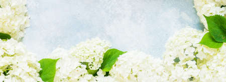 Fresh White Hydrangea Hortensia Flowers, banner, copy spaceの写真素材