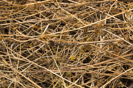 Background texture of dried grass, hay or straw conceptual of the winter season or silage in farming and agricultureの写真素材