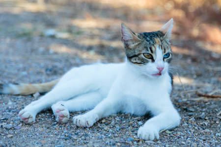 Young confident diferent color eyed cat lying down outdoors