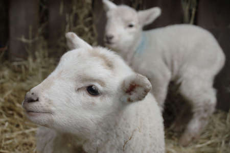 lambsの写真素材