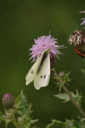 butterfly and thistleの写真素材