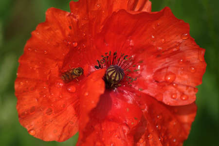 Red poppy and hoverflyの写真素材