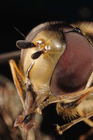 hoverfly macroの写真素材