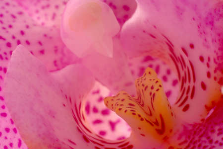 orchidの写真素材