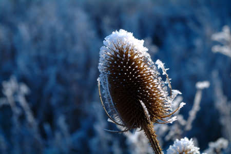 Frosted flower head.の写真素材