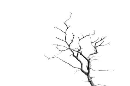 Branch silhouette on a white background