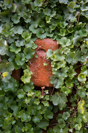Orange brick covered with green plants.の写真素材