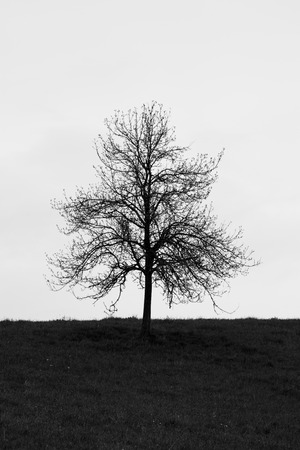 Silhouette of a tree on a hill. Black and white imageの写真素材