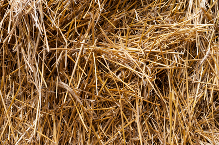 Golden yellow straw as background or wallpaper. Dry golden hay.の写真素材