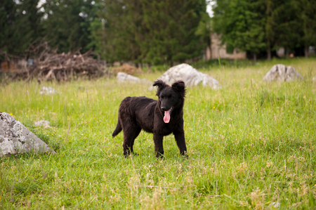 Small black puppy in the field. Green grass. Outdoor.の写真素材