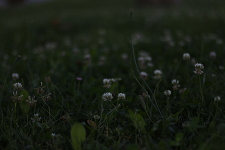 Beautiful field flowers closeup in greenish bokeh background. Just beautiful, fresh, eyes candy photo made in daytime with natural external/outdoor light, real time,no people and no processing.の写真素材