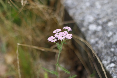 A cool flower closeup on a summer sunny day with bokeh background.の写真素材