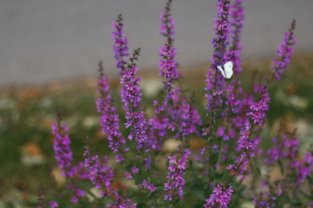 Beautiful lila/purple flowers and white butterfly closeup with bokeh background.の写真素材